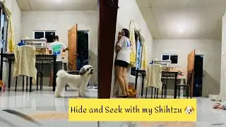 PLAYING HIDE AND SEEK WITH MY SHIHTZU