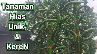 Tanaman Hias Jakarta