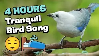 Sleep, relax or focus with the tranquil sound of birds singing 