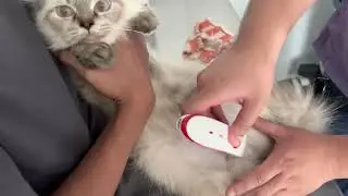 Mr. DIY Haul || My Cat Pregnancy || Cat Ultrasound || February 2023