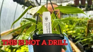 CANOPY PLANTS Sent Me the HOLY GRAIL of Plants!