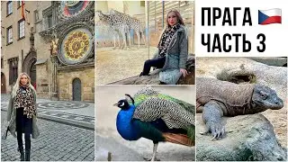 ПРАГА ВЛОГ 🇨🇿 ПРАЖСКИЙ ЗООПАРК. ПРАЖСКИЕ КУРАНТЫ ОРЛОЙ НА СТАРОМЕСТСКОЙ ПЛОЩАДИ ❖ ЧАСТЬ 3