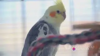 budgies parrot full information @BUDGIES_WORLD_1M