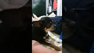 папа жадина