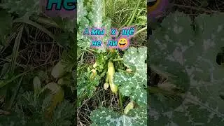 Первые кабачки лишь в августе