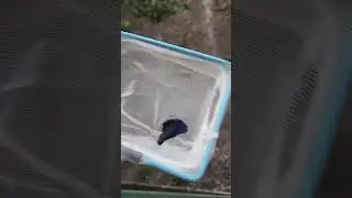 ЛАХМАДЕЯ НАЛОХМАТЕЛО🥴🤣🤨