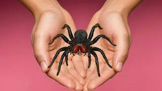 This Is Why Everything About Spiders Is Creepy, Weird, and Completely Unhinged