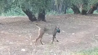 Presencia estable de lince ibérico en la campiña de Jaén