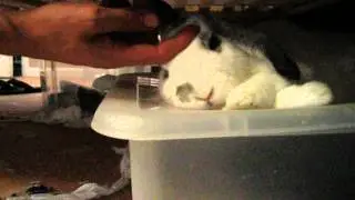 Phenomenally cute rabbit waking up
