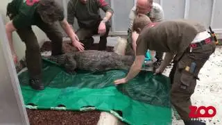 Ny krokodille i Zoo