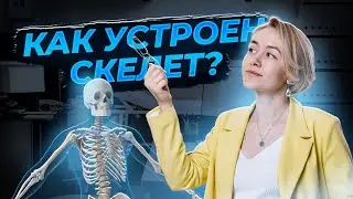 Скелет человека. Что нужно знать для ОГЭ по биологии?