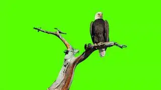 Green Screen : Bald Eagle Real effect video