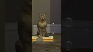 котик любит кататься 😂 Симс 4 