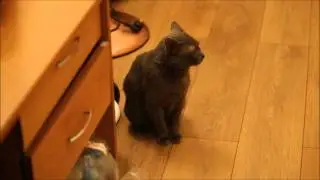 Talking Cat Говорящий Кот