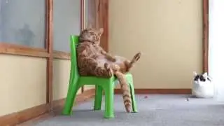 かご猫 x 椅子に座る猫　Cat sitting in a chair 2014#2