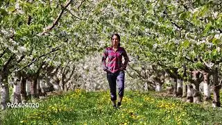 Walking in Cherry Orchard 1