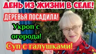 Жизнь в селе!Посадила Унаби.Укропчик с  огорода.