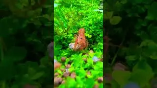 Mini Crayfish Doesn’t like to Share