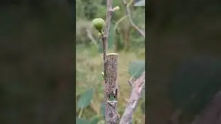 Easy grafting technique 