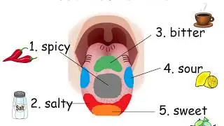 5 Tastes (2)_ tongue map