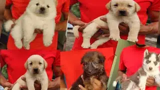 American Bully Pomeranian Puppies Doing Funny Things #8 | Cute and Funny Dogs