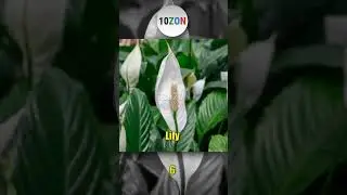 Popular Houseplants #shorts