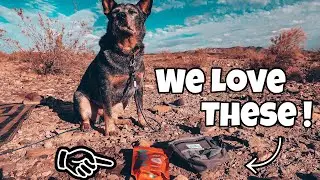 The Best Tools for Training your Dog