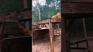 Big Cat Pumpkin Playtime