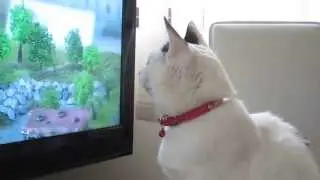 Прикольный кот смотрит телик