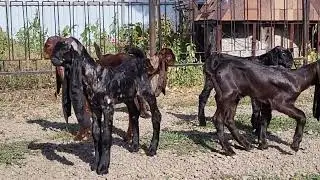 Камори козы,вопросы в ватсап +7 905 4567 025