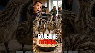 Птенцы размером с кошку ходят по кухне. История одной покупки из интернета