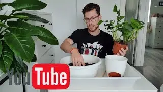 Repoting some plants responding your answers.
