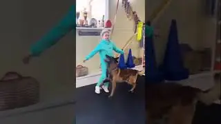 Учёный пёс: танцы с собаками. Полина Ганжа и Малинуа Сабур. 