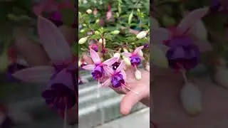 Attract Hummingbirds to Your Garden with These 5 Annual Plants