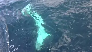 SALMON SHARK