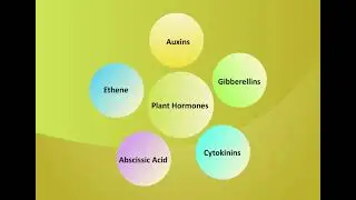 Plant Hormones | Types and Functions of Plant Hormones