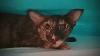 Несси - помощница