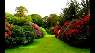 BASSOTRONICS - Garden of Love