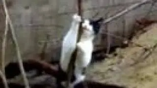 Erotic Pole Dancing
