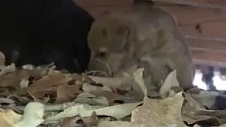 Puppy's In Need Of A Good Loving Home
