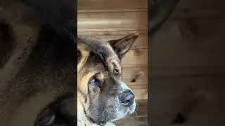 Что скрывает грустный взгляд Каплана? 😞 #собака #акита