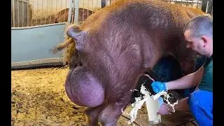 How to MILK ..... a Boar. 8 Liters of Quality Sperm in 2 Minutes