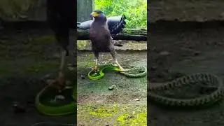 how to  eagle victim of snakes 