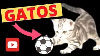 🐱Veja Video COMPLETO! 4 Monumentais Maneiras de GATOS Só EM 1 MÊS! gatos fofos
