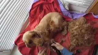 Спаниель Сёма весенняя стрижка . Как подстричь собаку дома :3