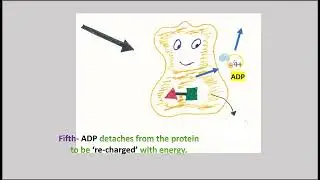 How cells operate: Energy part 2