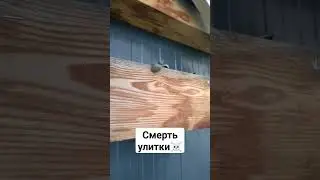 #россия