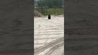 Медведи в Сибири на месторождении