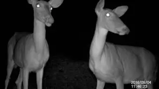 two deer