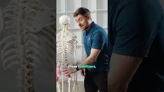 Anatomy of the Sacroiliac Joint (SI)